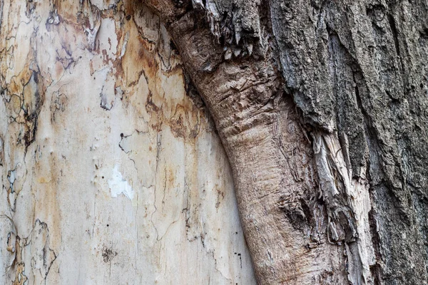 Kabuğunun Bir Parçası Olmayan Hasta Ağaç — Stok fotoğraf