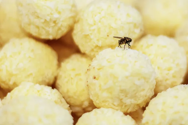 Una Mosca Sobre Caramelos Chocolate Blanco — Foto de Stock