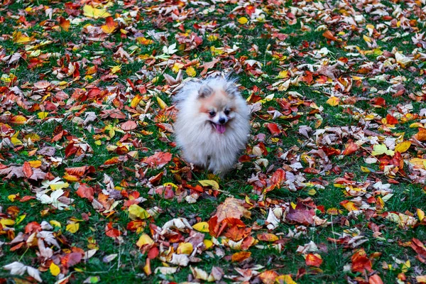 毛茸茸的小狗在草地上奔跑 绿草覆盖着五彩缤纷的秋天落叶 — 图库照片