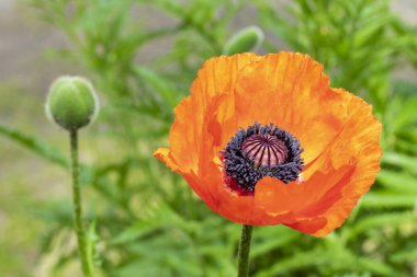 Red poppy flower close up. Remembrance poppy.