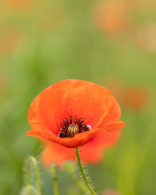 Red poppy flower close up. Remembrance poppy.