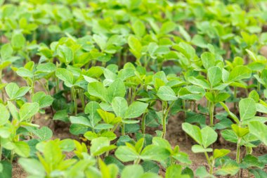 Soya tarlası. Soya fasulyesi çiftliği. Genç soya bitkileri yakın mesafede. Seçici odak.