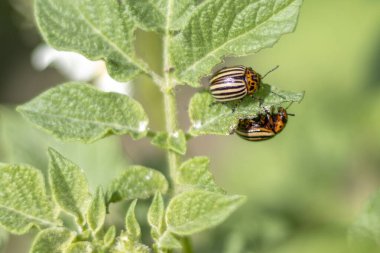 Colorado 'lu bir patates böceği patates bitkisinin yapraklarını yer. Seçici odak.