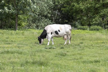 Siyah beyaz inek bir bahçede otluyor..