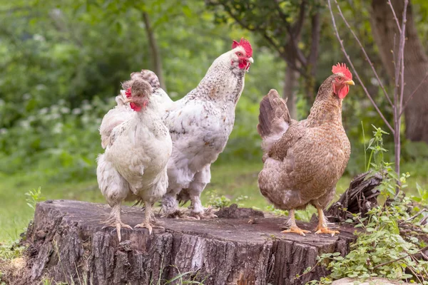 Domestic chickens are in garden under a tree. A cock (or rooster) and hens in backyard.