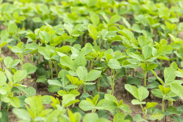 Soybean field. Soybean plantation. Young soy bean plants close up. Selective focus.