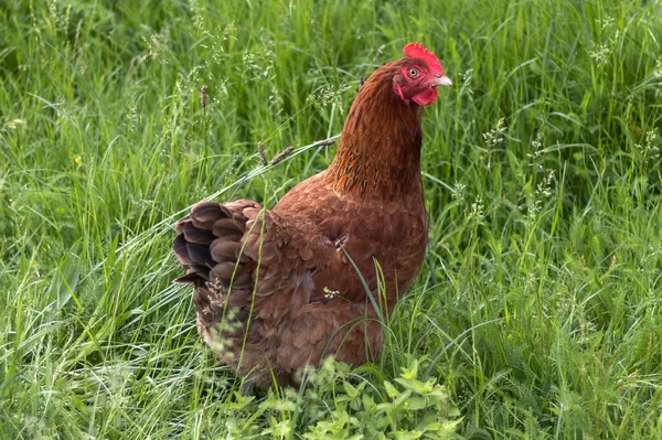 Uzun Yeşil Çimenlerde Bir Kırmızı Tavuk — Stok fotoğraf