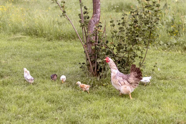 Eine Henne Mit Küken Auf Grünem Gras Der Natur — Stockfoto