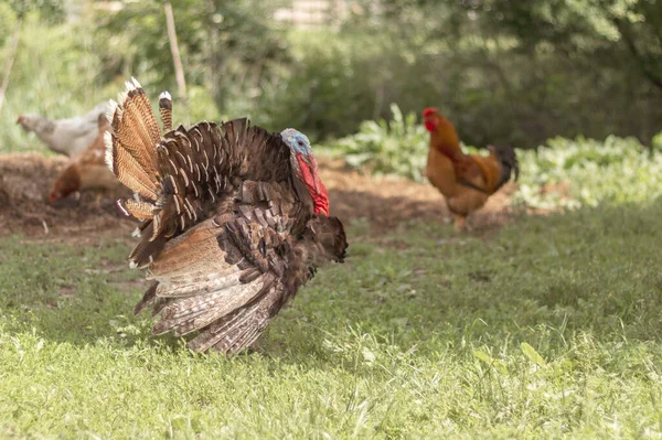 Bahçedeki Büyük Hindi Siki Arka Bahçede Bir Hindi Seçici Odak — Stok fotoğraf