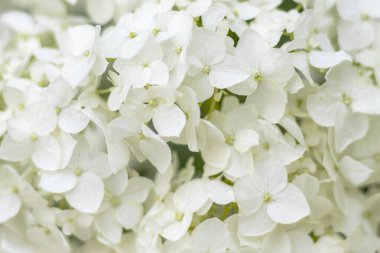 Beyaz çiçekli arka plan. Çiçek makrosu. Seçici odak.