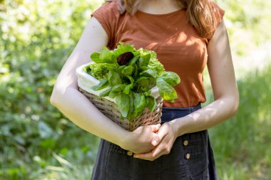 Kız bahçeden içinde salata ve fesleğen olan bir sepet taşıyor. Kapat..