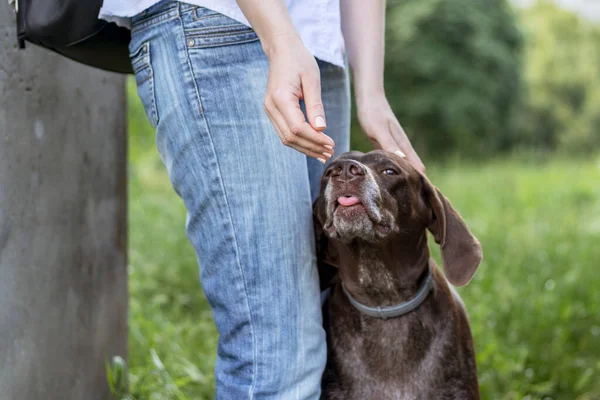 Grande Cão Marrom Lambe Mãos Femininas Mulher Acariciando Cão — Fotografia de Stock