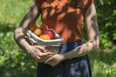 Elinde hasır sepet ve olgun şeftali tutan bir kadın. Açık hava fotoğrafı, kapat..