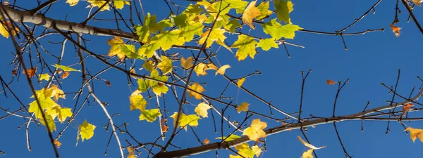 Klonowe Gałęzie Jesiennych Żółtych Liści Tle Błękitnego Nieba — Zdjęcie stockowe