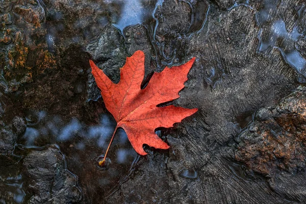 Hoja Arce Rojo Hoja Caída Otoño Una Acera Piedra Mojada — Foto de Stock