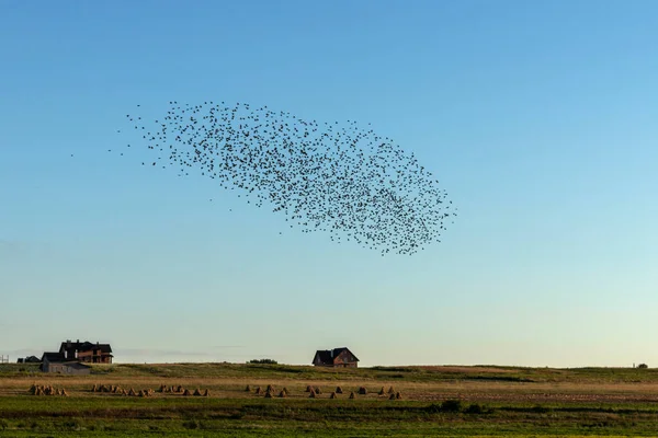 Flock Birds Flies Field Countryside — Stock Photo, Image