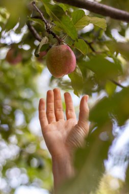 Kadın eli dala asılı bir elmaya uzanır. Doğal organik meyve.