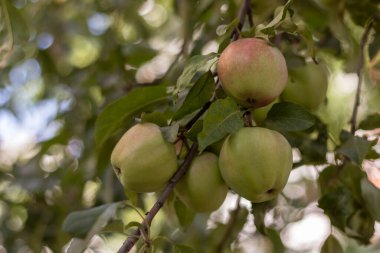 Gün ışığında bir elma ağacında olgunlaşmış meyveler..