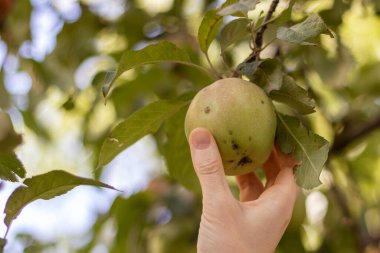 Dişi el daldan bir elma koparıyor. Hasarlı elmalar. Doğal organik meyveler kimyasal katkı maddeleriyle işlenmez..