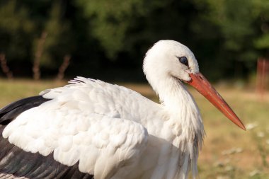 Bir leyleğin portresi. Yakın plan..