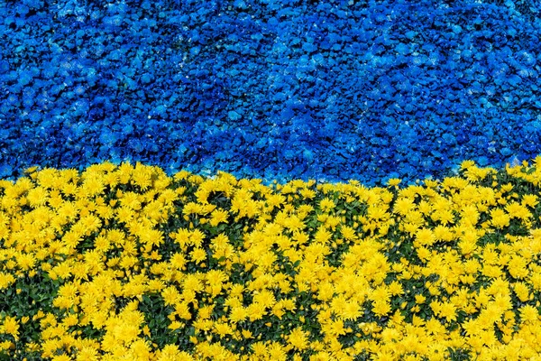 Flower flag of Ukraine. Flowers in blue and yellow colors. Horizontal bicolour of yellow and blue.