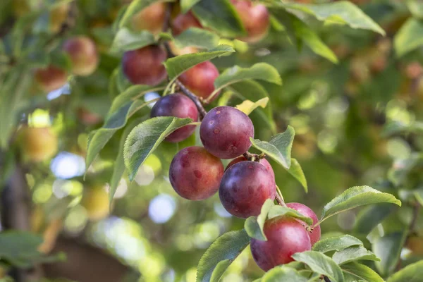 Olgun sulu kiraz erikleriyle dalları yakın..