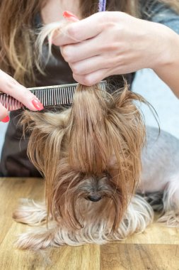 Yorkshire teriyerini köpek tımarhanesinde tımar ediyorum..