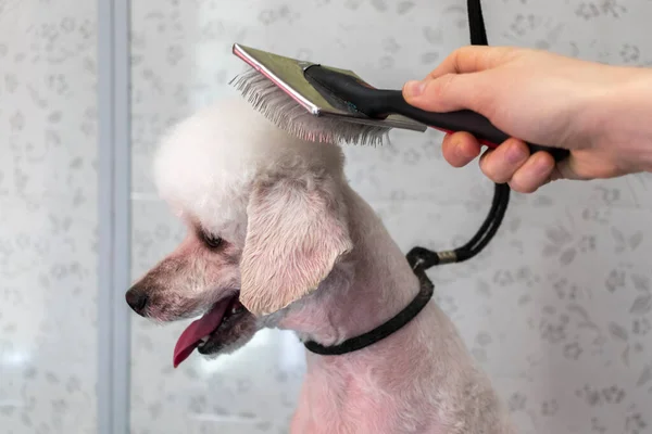 Arrumando Poodle Branco Salão Preparação Cães — Fotografia de Stock