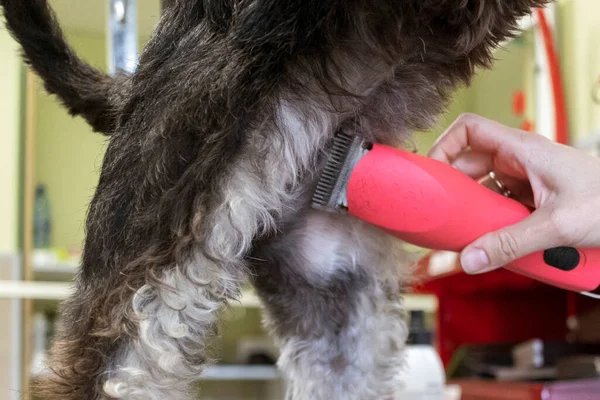 Grooming Schnauzer Hund Grooming Salong — Stockfoto