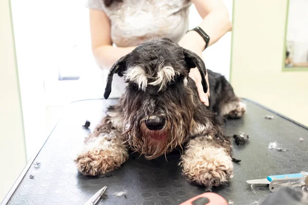 Grooming Schnauzer Hund Grooming Salong — Stockfoto