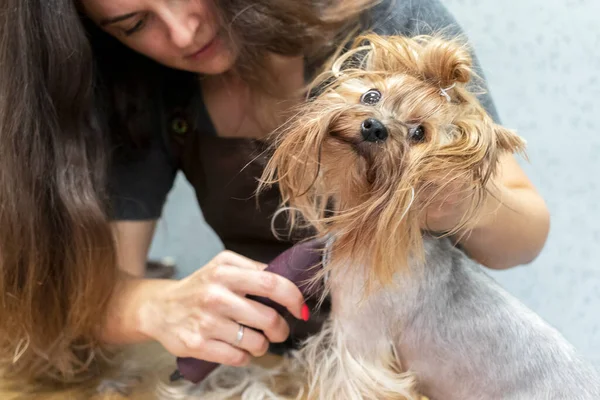 犬のグルーミングサロンでヨークシャーのテリアをグルーミング — ストック写真