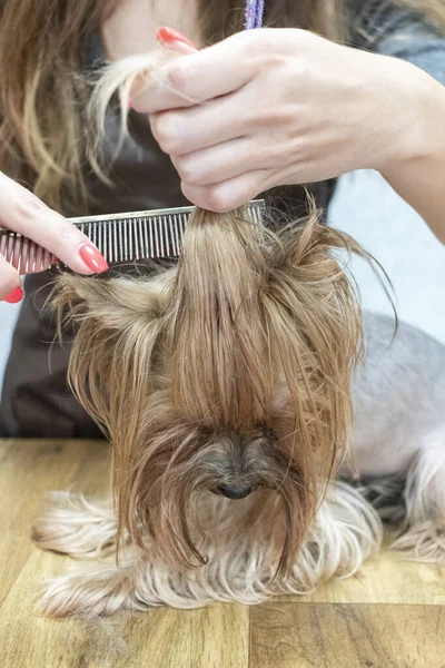 Grooming Yorkshire Terrier Hund Grooming Salong — Stockfoto