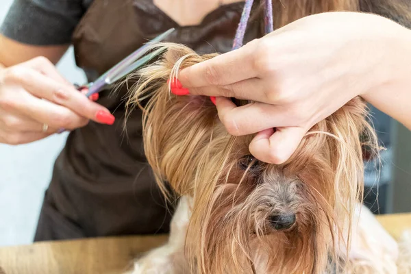 Grooming Yorkshire Terrier Hund Grooming Salong — Stockfoto