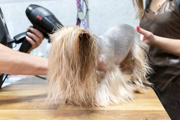 犬のグルーミングサロンでヨークシャーのテリアをグルーミング — ストック写真