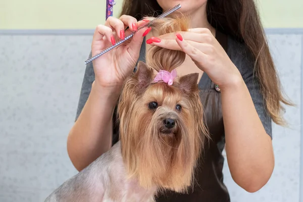 Grooming the yorkshire terrier in dog grooming salon.