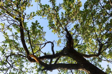 Yeşil yapraklı yaşlı meyve ağacı, alt manzara..