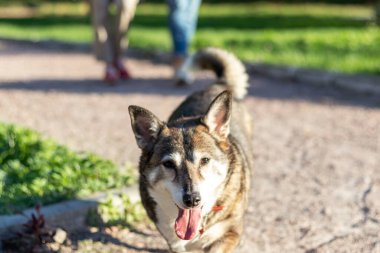 Parkta yürürken neşeli bir köpek. Safkan olmayan yaşlı bir köpeğin hayatının bir günü..