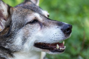 Gri kürklü, 12 yaşında bir köpeğin açık hava portresi..