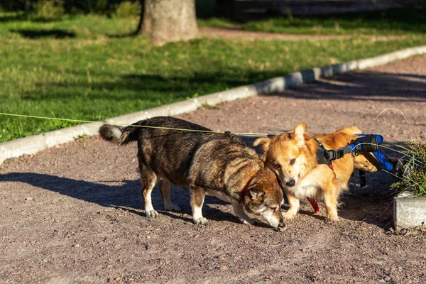 Dog with disability and senior dog walking together. Two friendly dogs in park. Evening light.