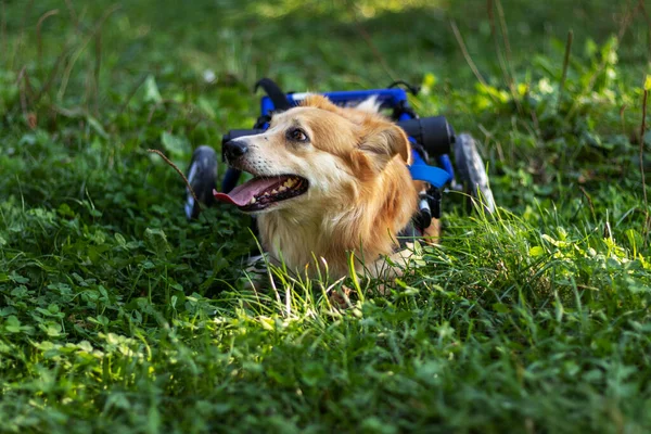 Outdoor portrait of a joyful happy dog in a wheelchair. Day in the life of non purebred senior dog.