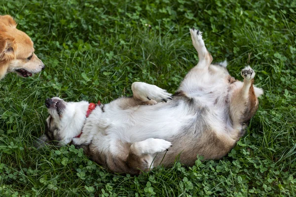 Glücklicher Fröhlicher Nicht Reinrassiger Seniorenhund Rollt Grünen Gras — Stockfoto