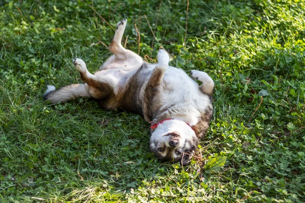 Feliz Alegre Não Puro Cão Sênior Rolando Grama Verde Sorrindo — Fotografia de Stock