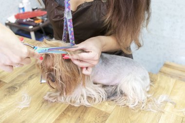 Yorkshire teriyerini köpek tımarhanesinde tımar ediyorum..