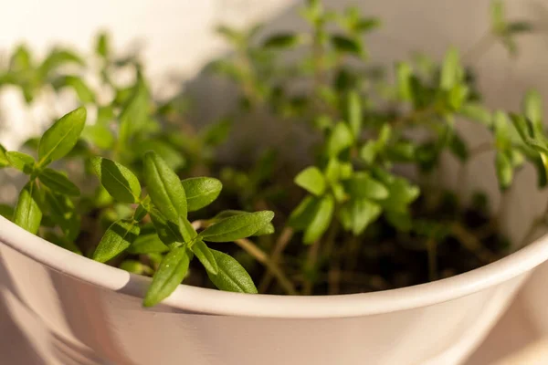 Giovani Germogli Verdi Satureja Vaso Bianco Luce Naturale Del Mattino — Foto Stock