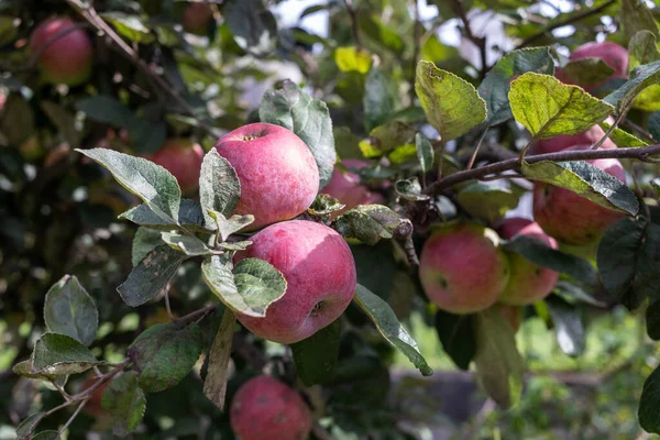 Apples grown without artificial fertilizers on an old apple tree. Organic Fruit.