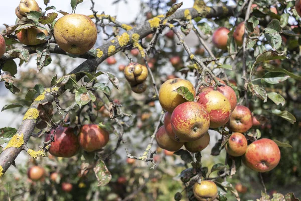 Apples grown without artificial fertilizers on an old apple tree. Organic Fruit.