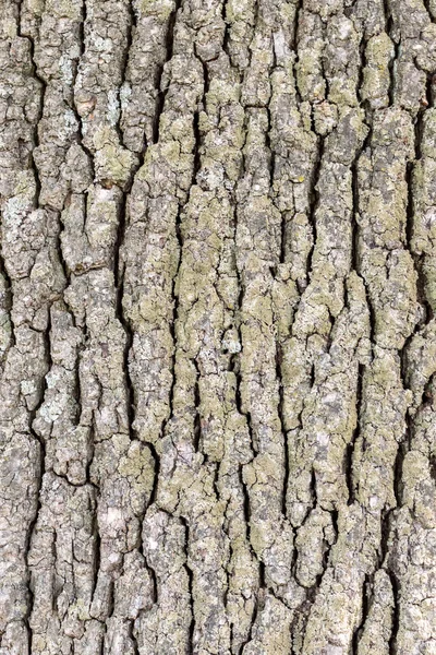 Kabartmalı Meşe Kabuğu Kabuk Dokusu Arkaplanı — Stok fotoğraf