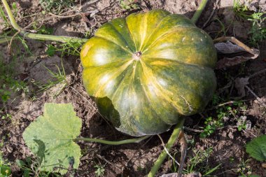 Organik tarım alanında yeşil balkabağı.