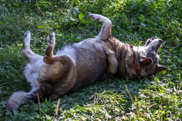 Boldog Vidám Nem Fajtiszta Idősebb Kutyát Aki Zöld Fűben Hempereg — Stock Fotó