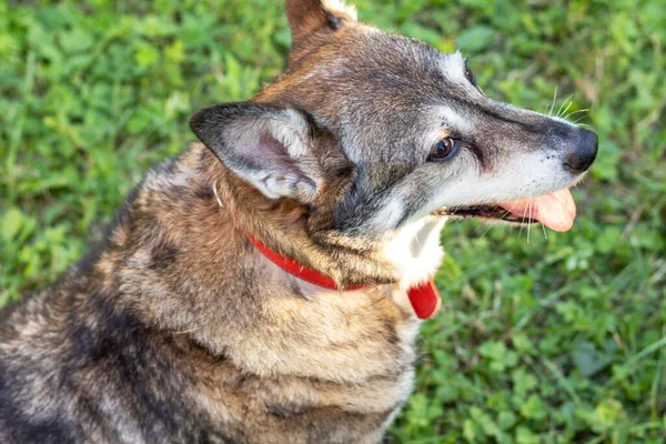 Außenporträt Eines Gealterten Hundes Mit Grauem Fell Nahaufnahme — Stockfoto